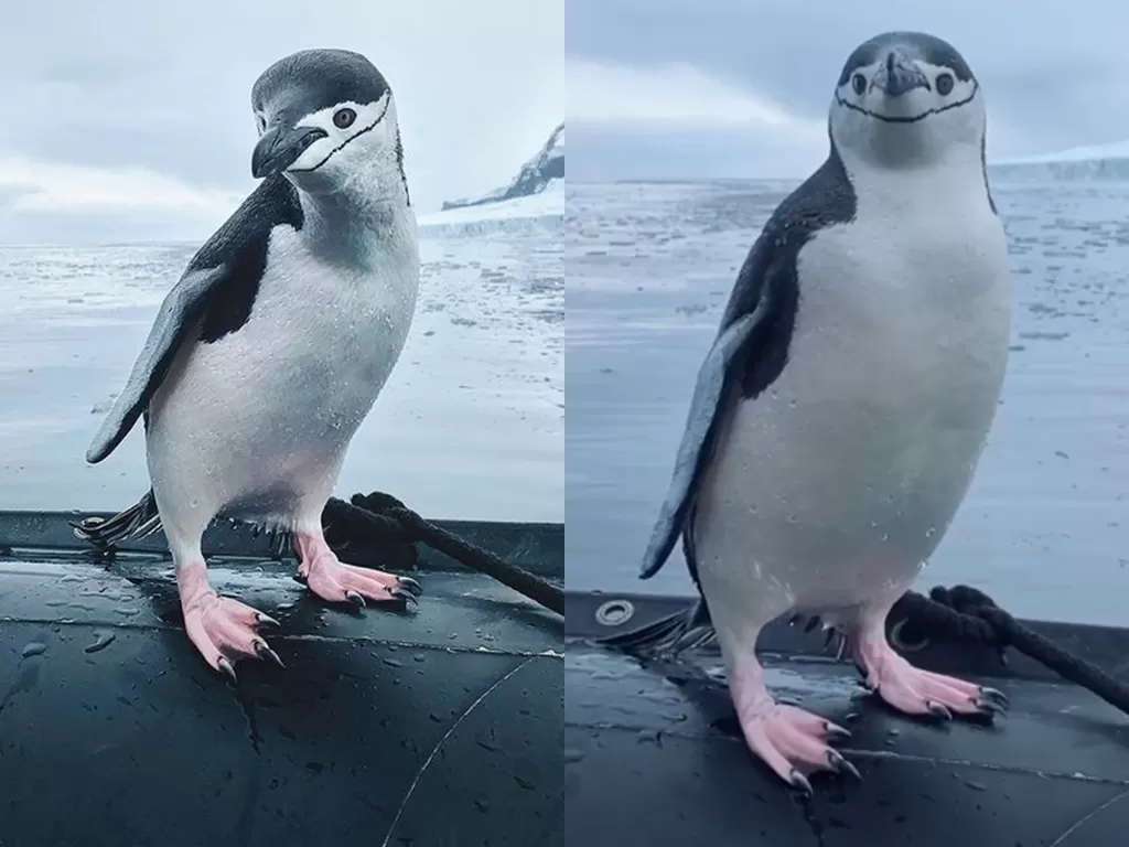 Bayi penguin. (Photo/Instagram/@johnbozinov)