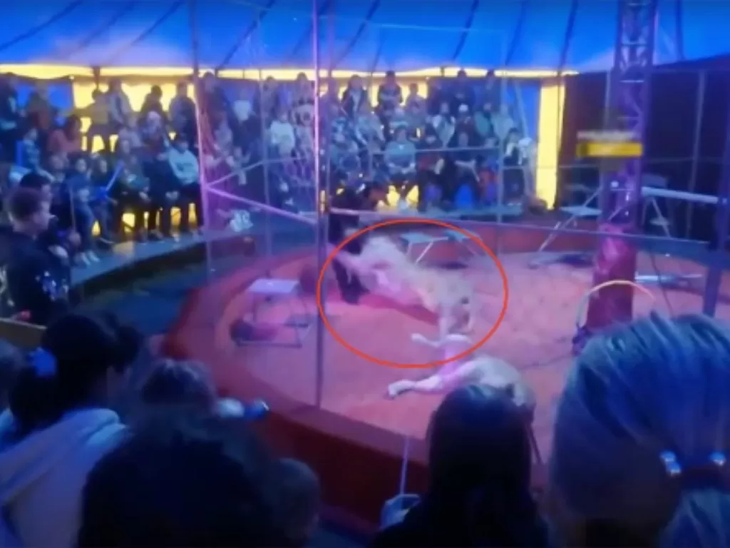 Seekor singa menyerang pelatih saat pertunjukan sirkus (The Sun)