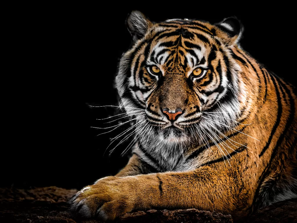 Ilustrasi harimau. (photo/Ilustrasi/Pexels/GEORGE DESIPRIS)