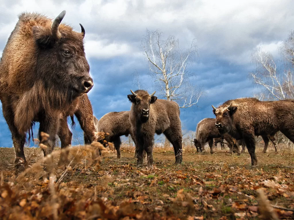 Kawanan bison. (photo/Ilustrasi/Pexels/Juraj Valkovic)