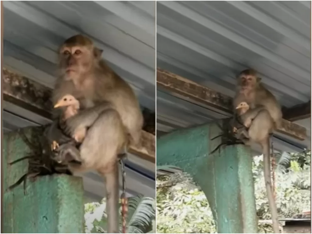 Cuplikan video monyet sandera ayam. (photo/Youtube/viralpress)