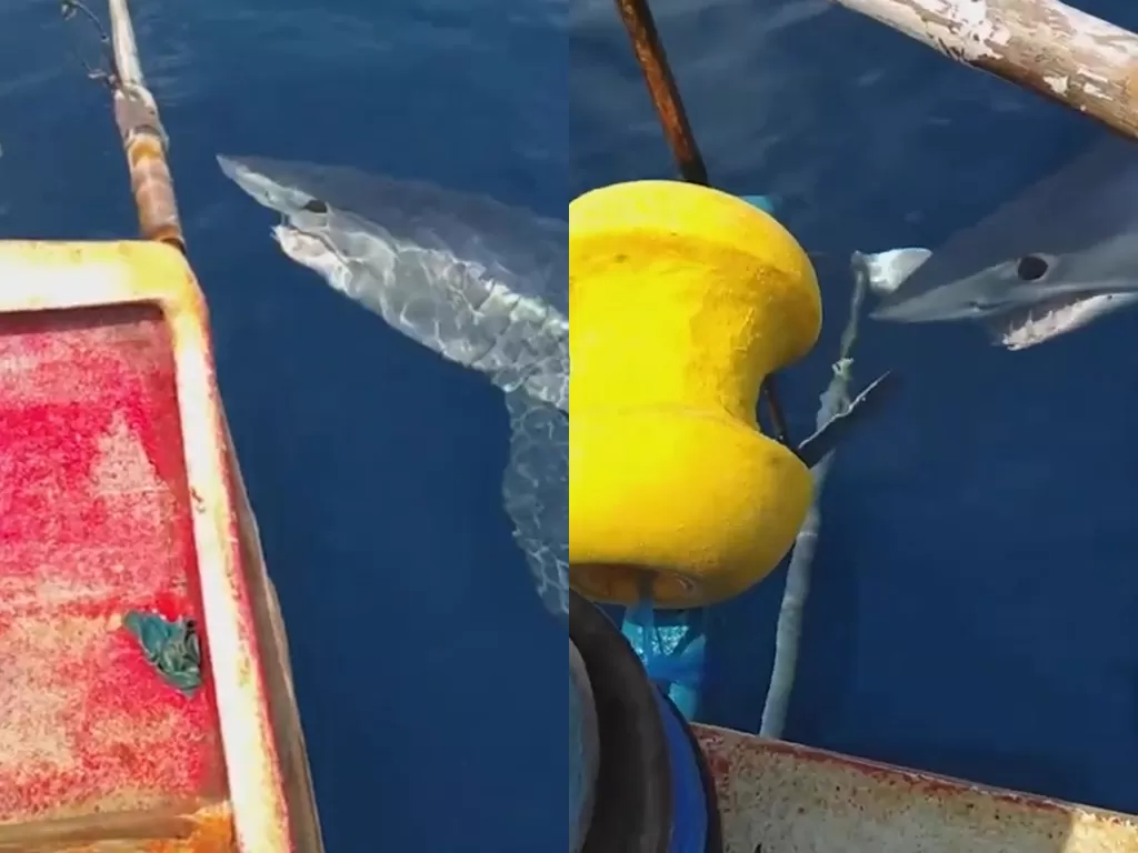 Seekor hiu menggangu nelayan. (Photo/YouTube/Viral Press)