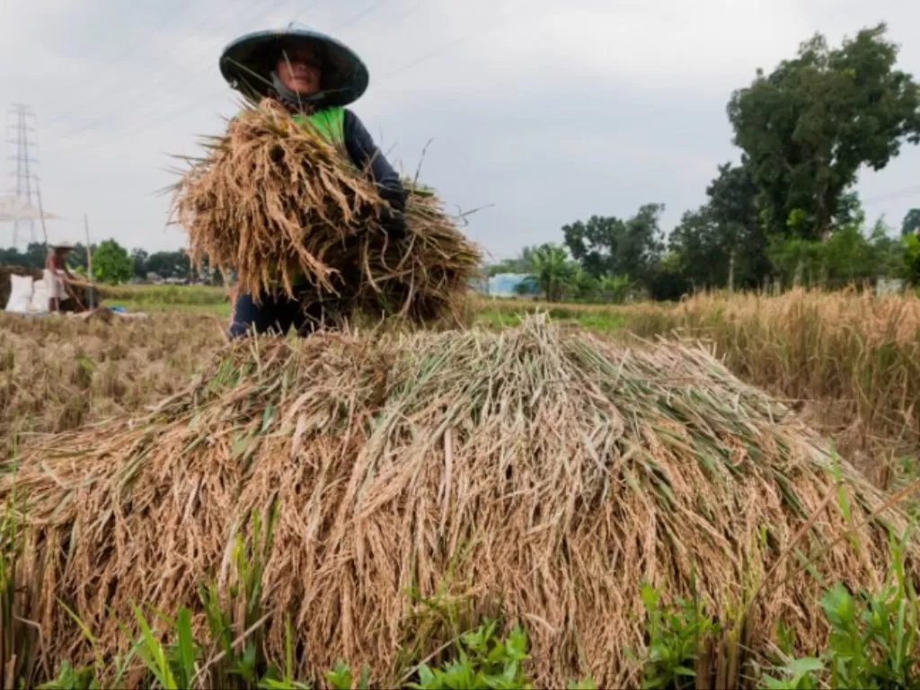 Ilustrasi: Sejumlah petani di Kabupaten Lebak, Banten kembali panen padi ditengah musim kemarau sehingga dapat menyumbangkan ketahanan pangan di daerah ini. (ANTARA/Mansyur S).