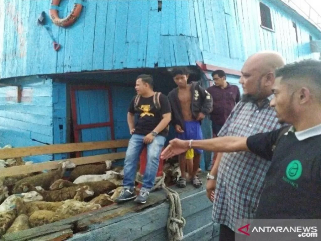Domba asal Sumut siap diekspor ke Malaysia melalui Pelabuhan Tanjung Balai. (ANTARA/Evalisa Siregar) 