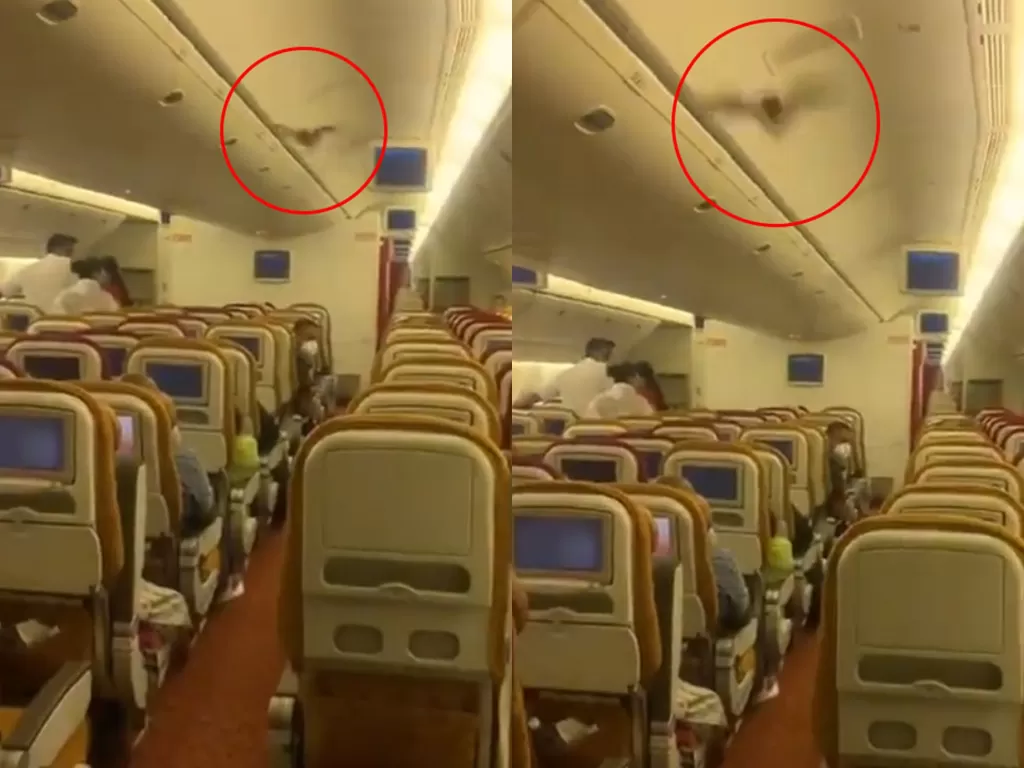 Kelelawar mengganggu penerbangan pesawat. (Photo/Twitter/@shukla_tarun)