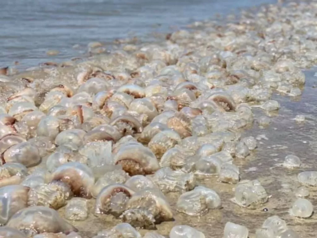 Tampilan ribuan ubur-ubur yang terdampar. (photo/Facebook/Jodi Moody)