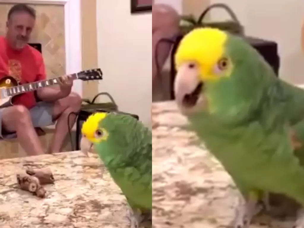 Burung beo ini jago menyanyi lagu Rock. (Photo/Twitter/@rtnordy)