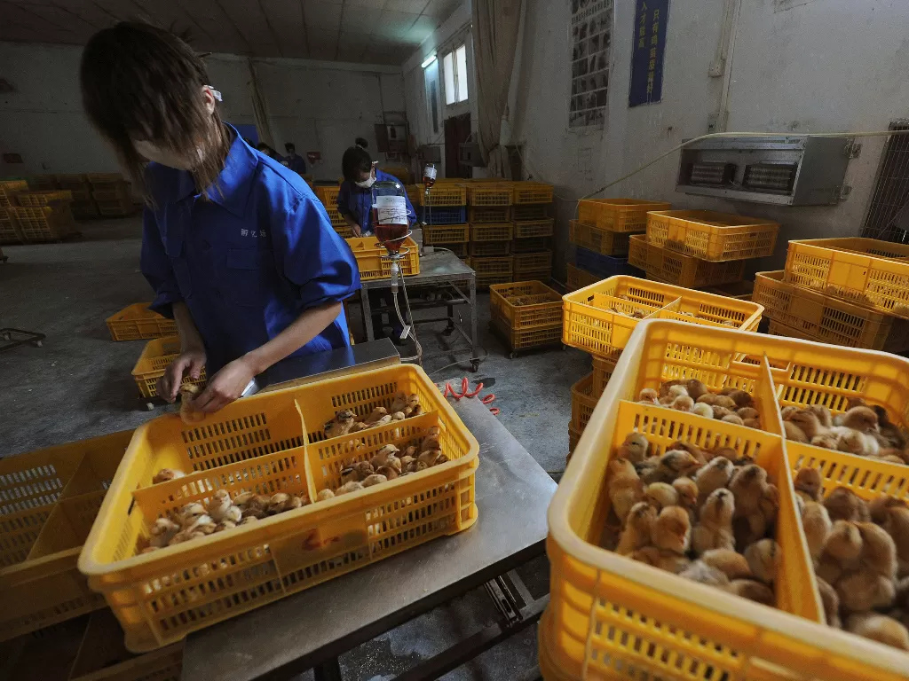 Ilustrasi flu burung di Tiongkok yang pertama kali diidentifikasi kepada seorang pria. (Photo/Reuters)
