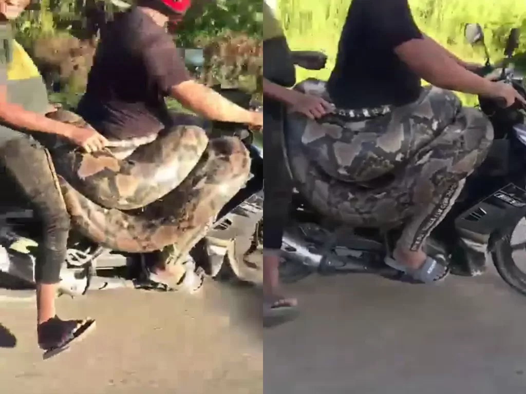 Detik-detik ular piton dibawa ke margasatwa pakai sepeda motor. (Photo/Facebook/Info Roadblock JPJ/POLIS)
