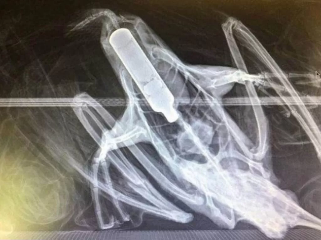 Tampilan X-Ray yang menunjukkan burung pied shag menelan tabung vape. (photo/Dok. Wellington Zoo)