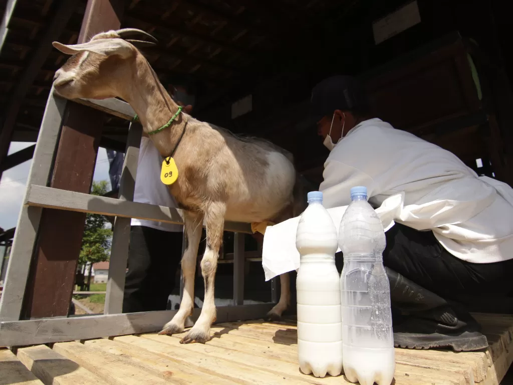Pekerja memeras susu dari kambing jenis Sapera (ANTARA FOTO/Budi Candra Setya)
