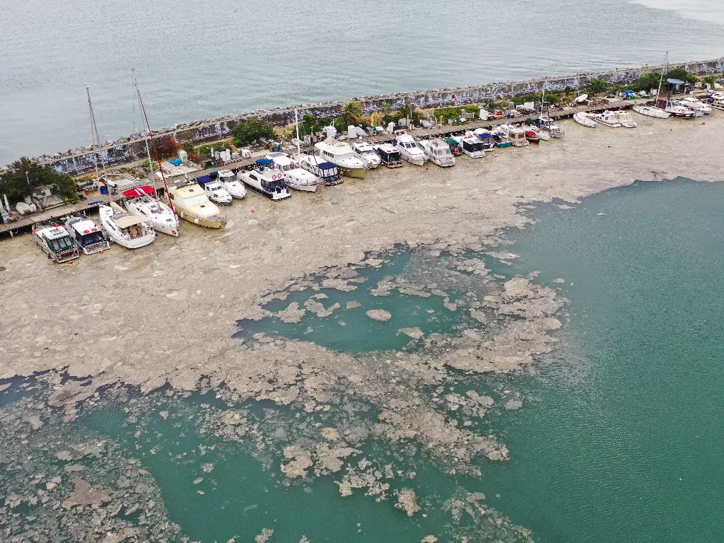 Wabah ingus laut di pantai Turki (REUTERS/Mehmet Caliskan)