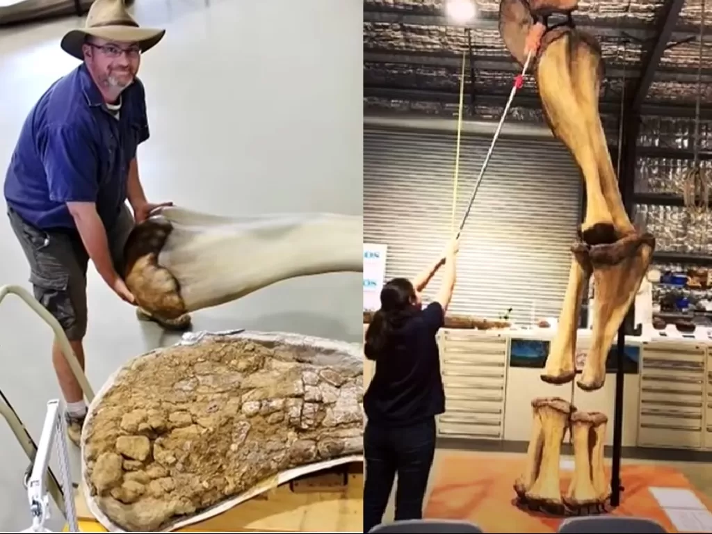 Fosil dinosaurus spesies baru di Australia. (Youtube/9 News Australia).