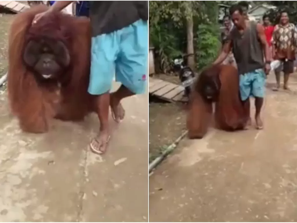 Orangutan masuk desa di Kabupaten Paser, Provinsi Kalimantan Timur. (ist)