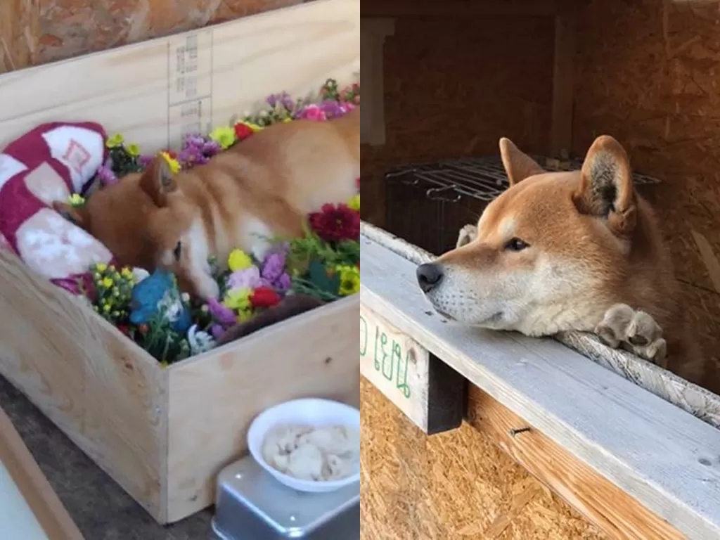 Anjing penjaga kasir ini meninggal dunia. (Photo/Instagram/@inunoyakiimo)