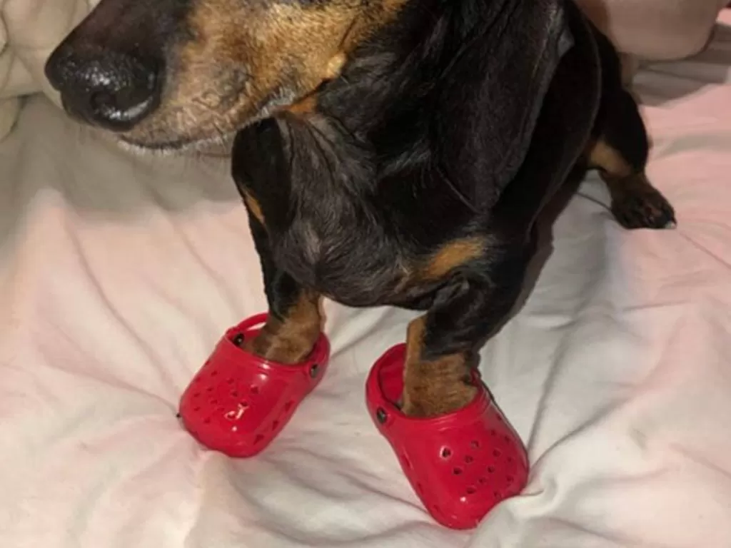 Sepatu crocs mini untuk anjing. (Amazon)