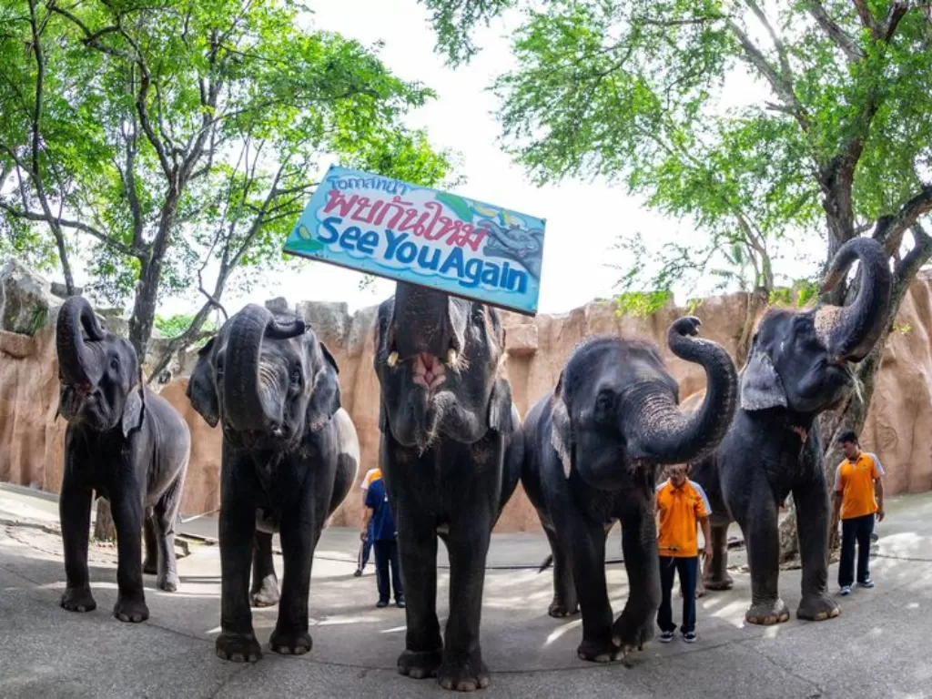11 gajah di kebun binatang Thailand dijual. (Mirror)