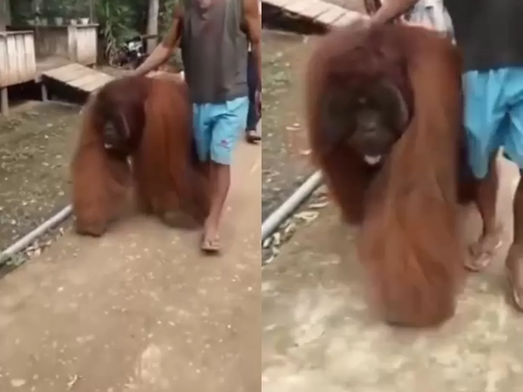Orangutan masuk ke pemukiman warga untuk mencari makanan. (Photo/Instagram/@makasarinfo)