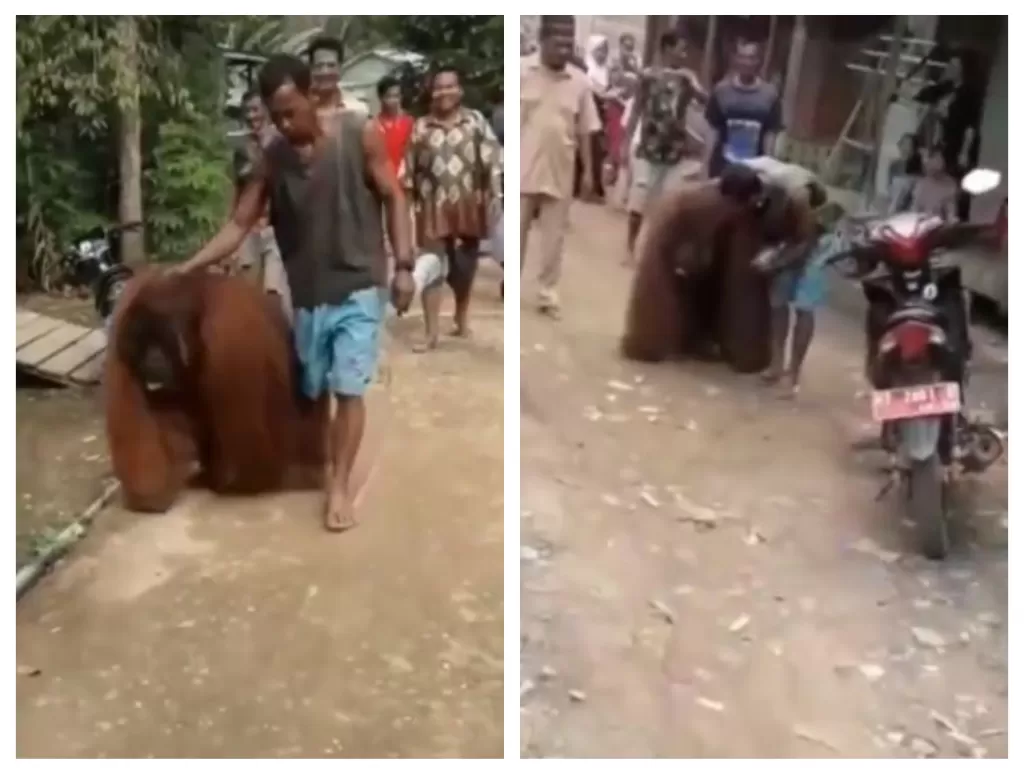 Viral orangutan ditemukan di permukiman warga. (Instagram/@kontributorjakarta)