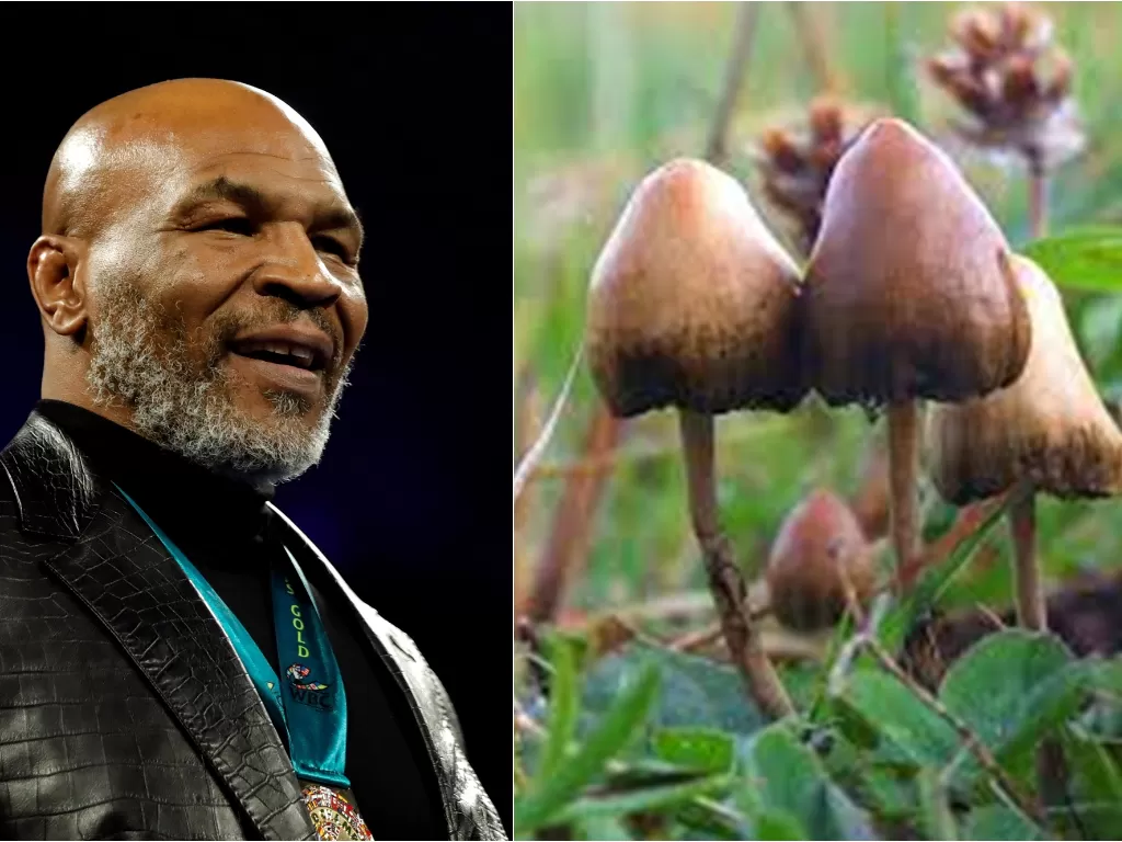 Mike Tyson (kiri), jamur psilocybin yang mengandung zat halusinogen (kanan). (photo/REUTERS/STEVE MARCUS/en.wikipedia.org)