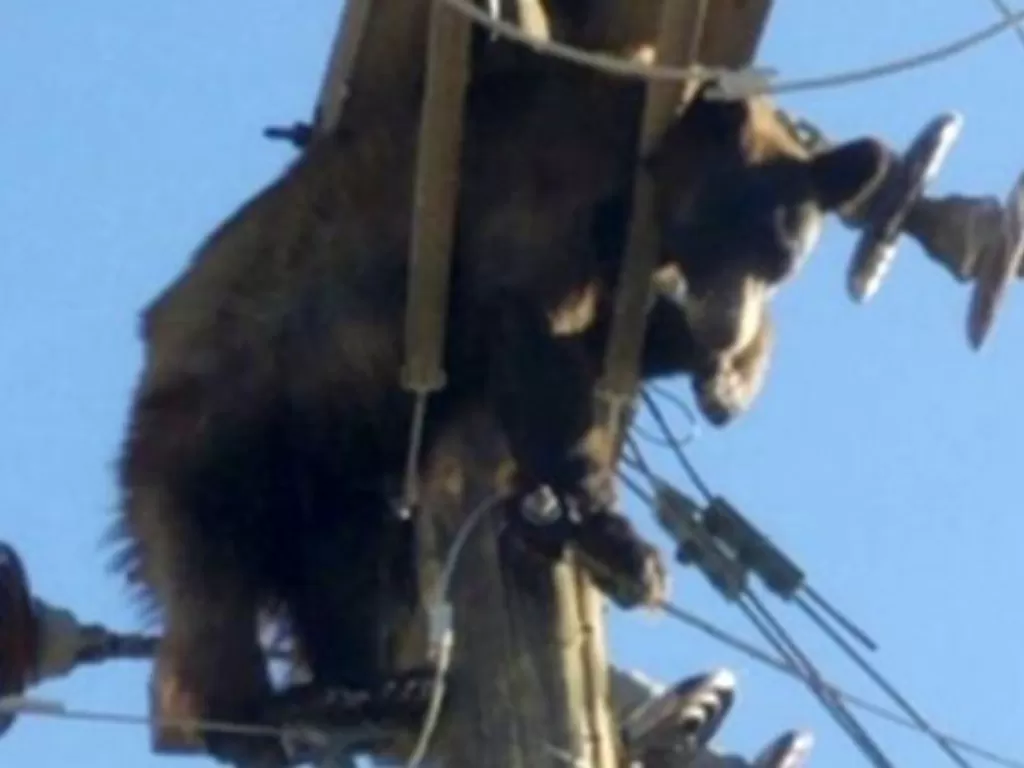 Beruang cokelat yang tersangkut di tiang listrik. (photo/Dok. Werner Neubauer/AP)