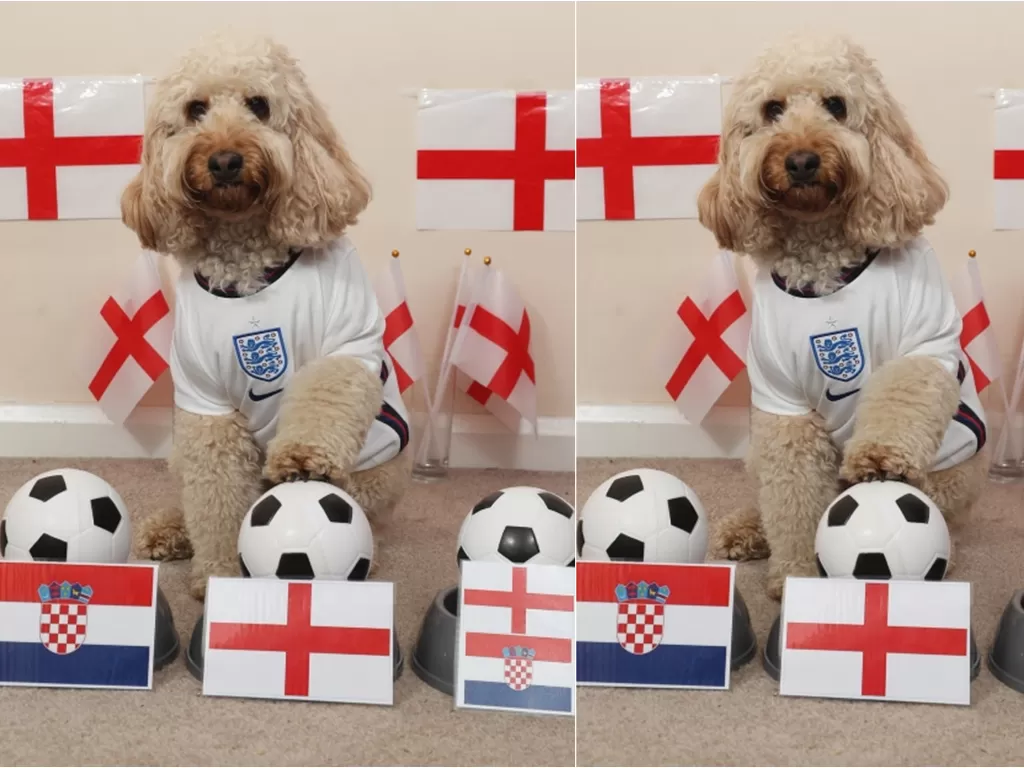 Anjing prediksi Inggris kalahkan Kroasia di laga pembuka grup D EURO 2020. (photo/TheSun)