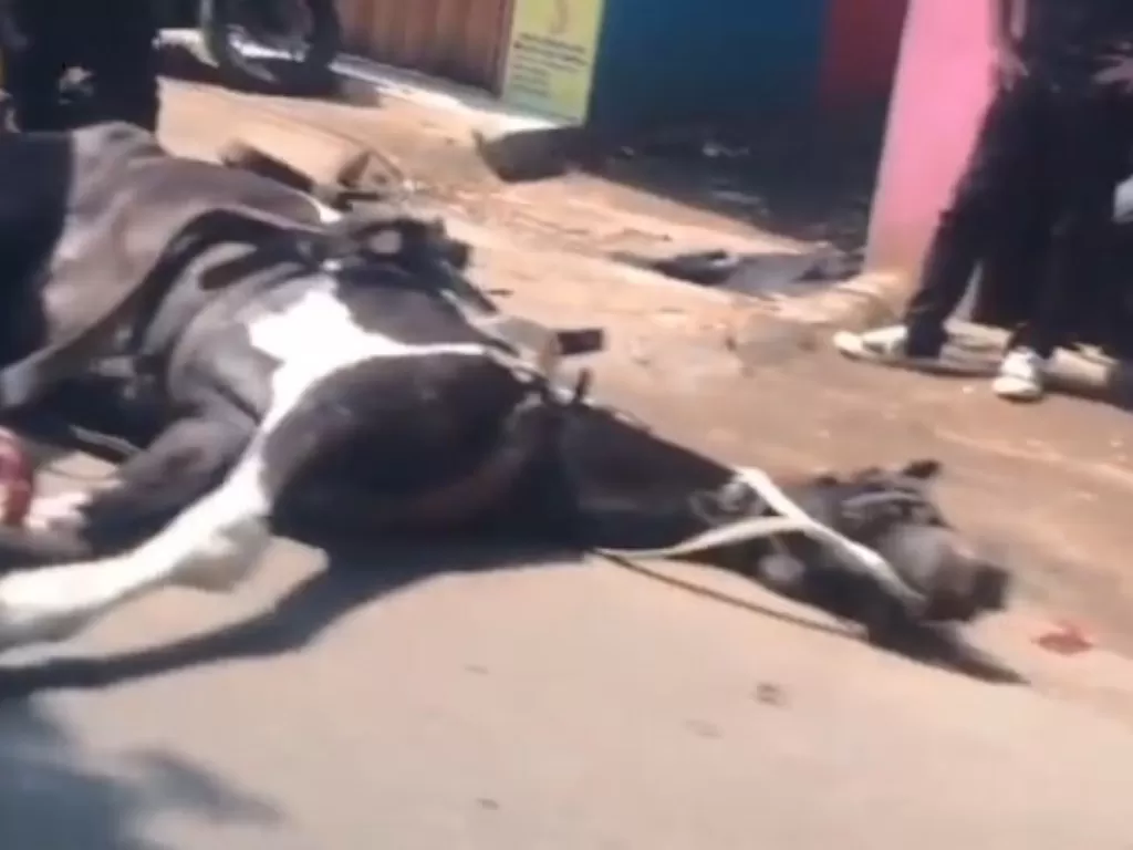Kuda penarik delman ambruk di jalan Tangerang (Instagram/abouttng)