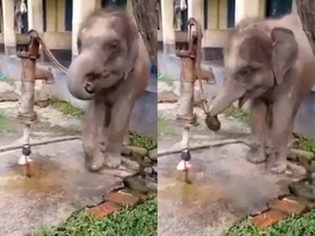 Bayi gajah meniru manusia. (Photo/YouTube)