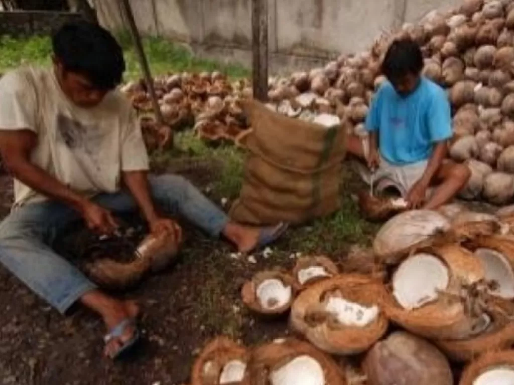 IlustIlustrasi: Dua pekeja buah kelapa melakukan aktivitas pengupasan buah kelapa untuk dijadikan tepung kelapa. (Foto ANTARA Sulut)