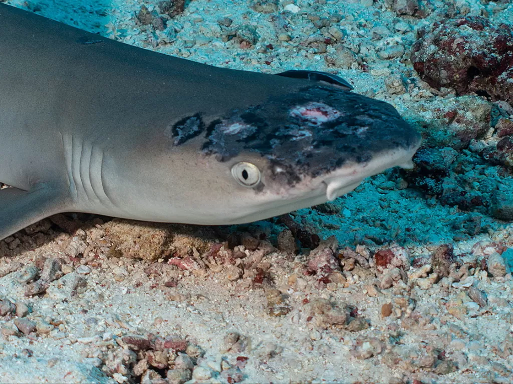 Penyakit kulit ikan hiu. (Photo/Reuters)
