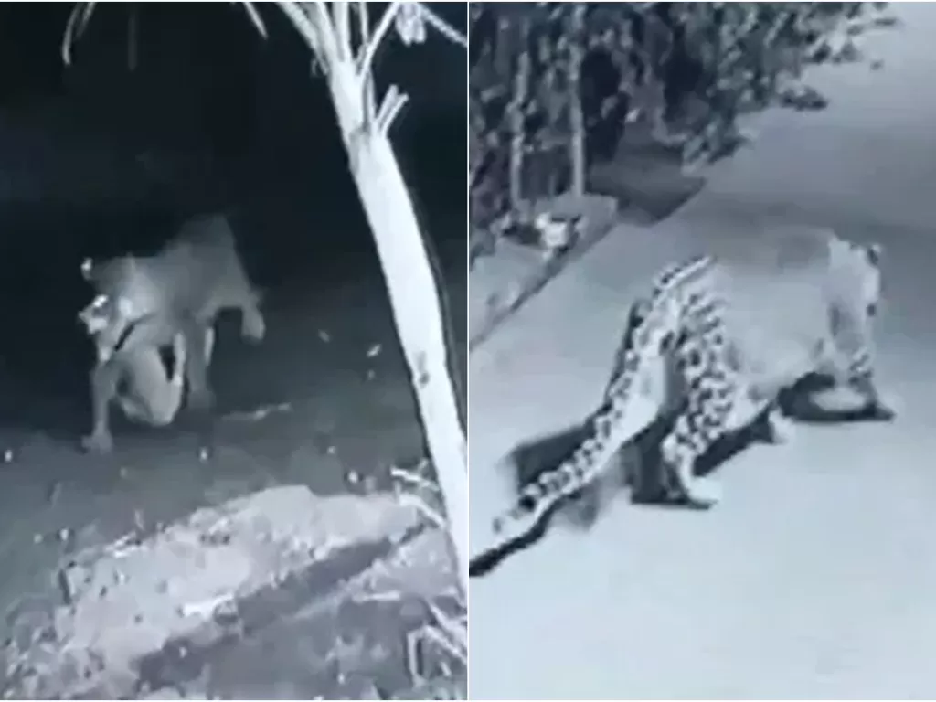 Macan tutul menyerang anjing yang tidur. (Newsflash)