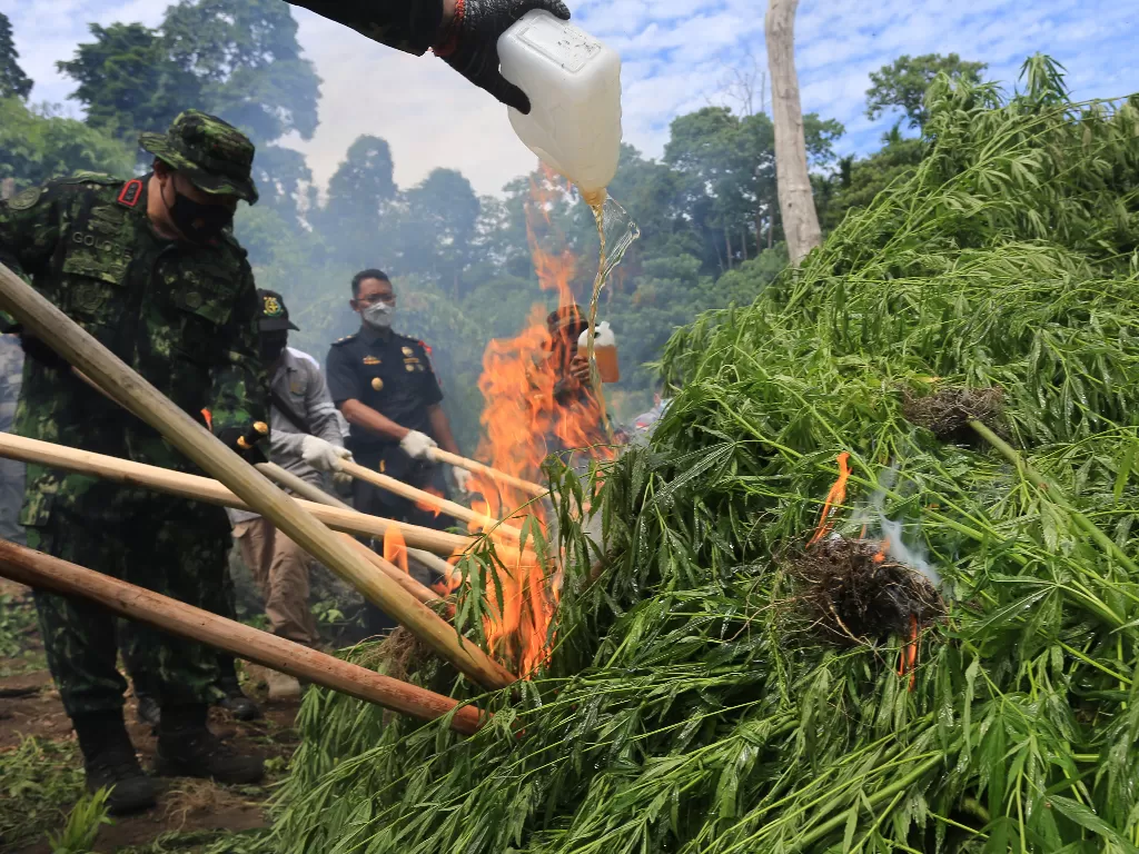 Kepala Badan Narkotika Nasional Republik Indonesia (BNN RI) Petrus Reinhard Golose (kiri) membakar pohon ganja siap panen saat operasi pemusnahan ladang ganja di kawasan Kecamatan Seulimeun, Aceh Besar, Aceh, Rabu (16/6/2021). (photo/ANTARA FOTO/Syifa Yul