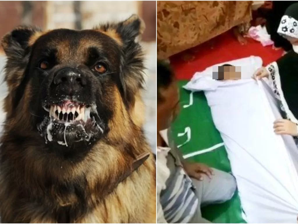 Kiri: Ilustrasi anjing rabies (Foto: Shutterstock); kanan: Muhammad Raza Aulia meninggal dunia. (ist)