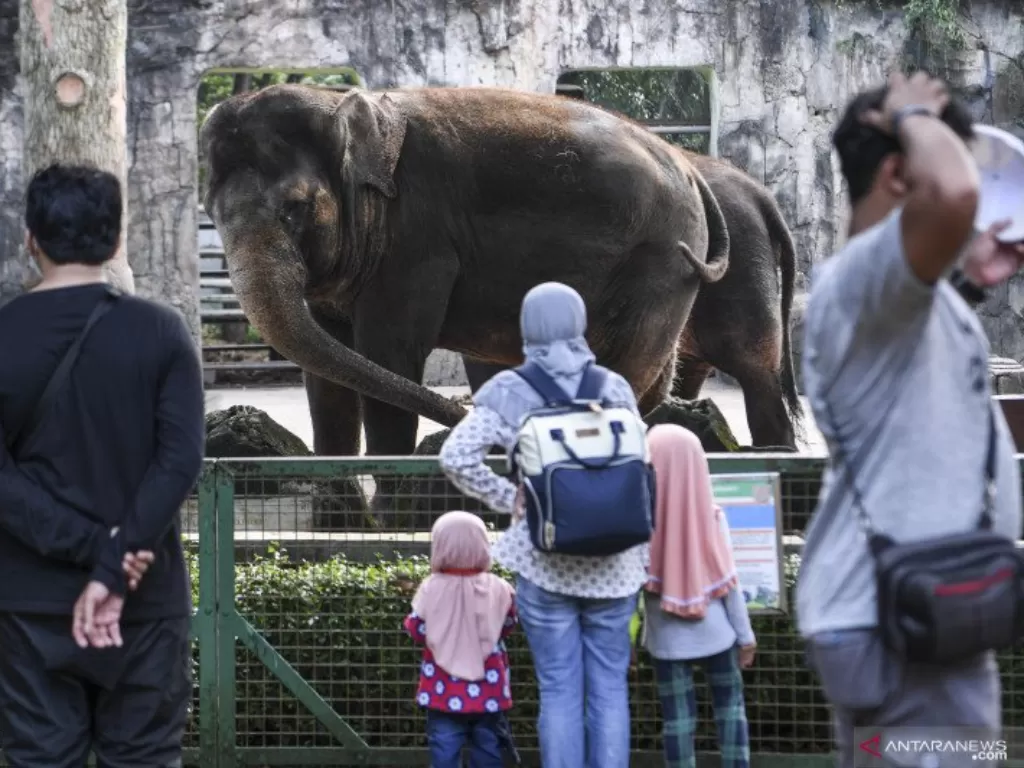 Pengunjung melihat Gajah sumatra (Elephas maximus sumatranus) di Taman Margasatwa Ragunan, Jakarta, Minggu (30/5/2021). ANTARA FOTO/Hafidz Mubarak A/aww.
