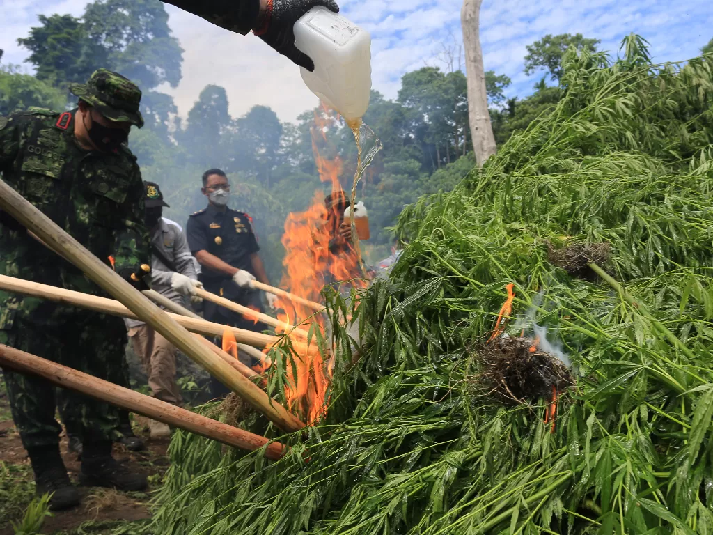 Kepala Badan Narkotika Nasional Republik Indonesia (BNN RI) Petrus Reinhard Golose (kiri) membakar pohon ganja siap panen (ANTARA FOTO/Syifa Yulinnas)