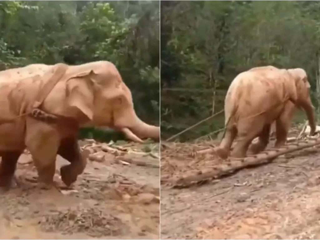 Gajah tarik pohon. (Tangkapan layar)