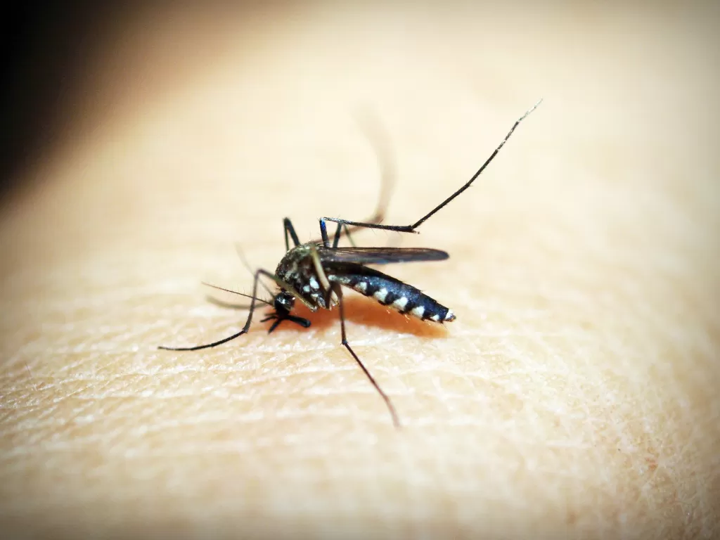 Virus West Nile yang disebabkan dari nyamuk. (Pexels/icon0.com)