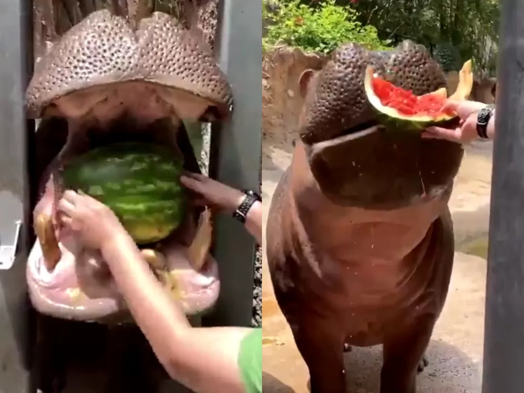 Kuda nil ini makan semangka. (Photo/Twitter/@SanAntonioZoo)