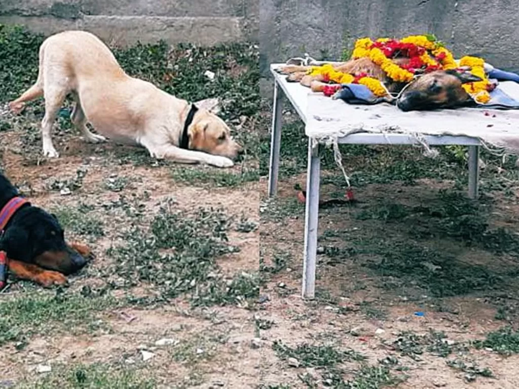 Dua anjing memberikan penghormatan kepada rekannya. (Photo/Twitter/@Shamsher_IPS)
