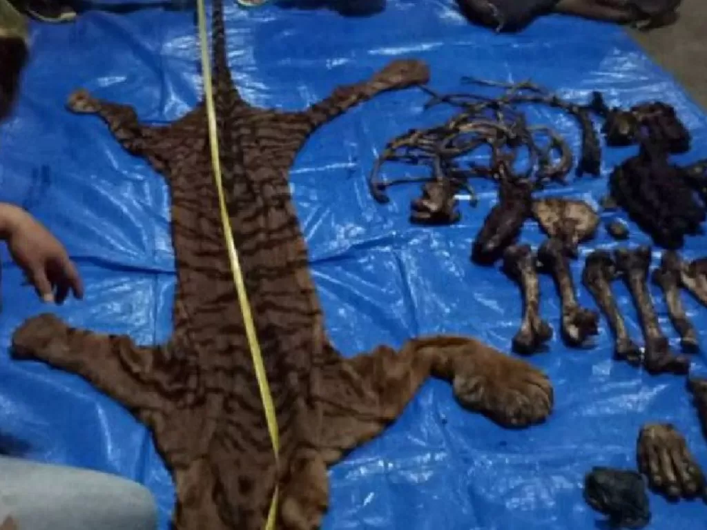 Tim Gakkum KLHK saat mengukur barang bukti satu kulit harimau sumatera utuh yang disita dari pelaku perdagangan satwa liar yang ditangkap di Kabupaten Bengkulu Tengah, Bengkulu. (photo/ANTARA/HO-KLHK)