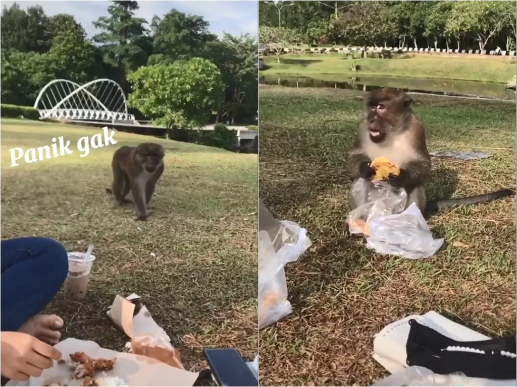Wanita panik didatangi monyet saat sedang makan siang di taman (TikTok/awiiii15)