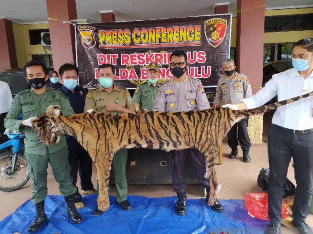 Ditreskrimsus Polda Bengkulu memburu dua pelaku lainnya yang merupakan bagian dari sindikat perburuan dan perdagangan harimau sumatera 