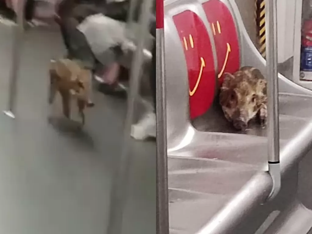 Babi kecil tersesat di kereta api. (Photo/Facebook/Hong Kong Wild Boar Concern Group)