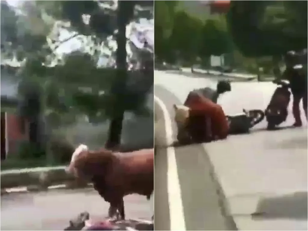 Seekor sapi ngamuk seruduk pengendara motor di jalan raya Tuban (Instagram/andreli48)