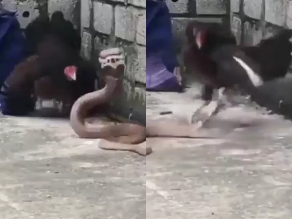 Seekor ayam rela melawan ular untuk melindungi anaknya. (Photo/Twitter/@newworlddd555)