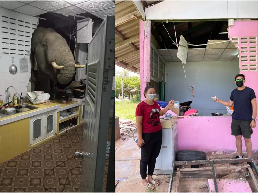 Gajah menabrak dapur warga di Thailand. (ViralPress)