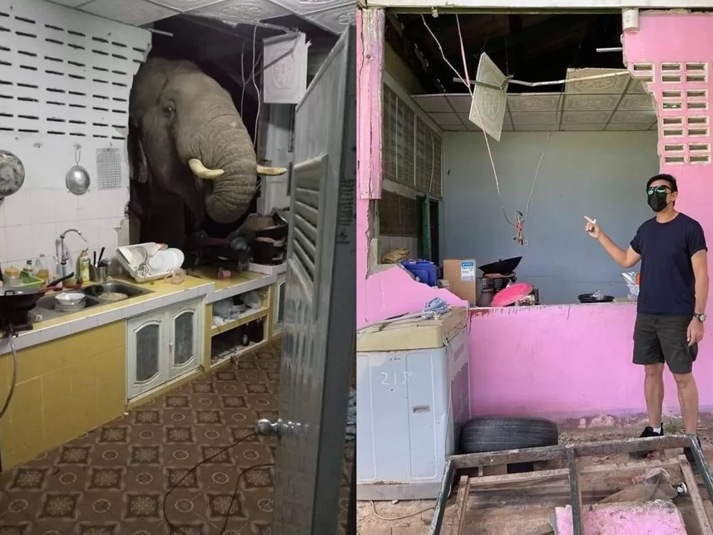 Seekor gajah mendobrak dapur warga karena diduga kelaparan. (Photo/Facebook/@info.semasa)