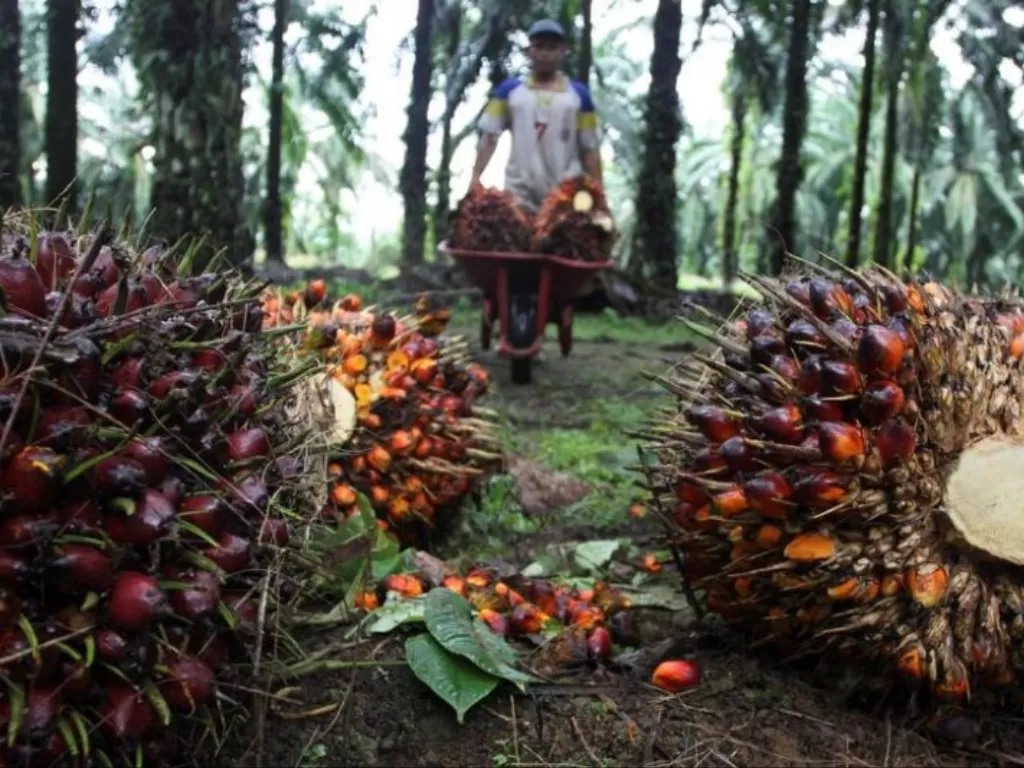  Ilustrasi - Seorang pekerja mengumpulkan buah sawit di perkebunan milik perusahaan swasta di Langkat, Sumatera Utara. (ANTARA/REUTERS/Roni Bintang)