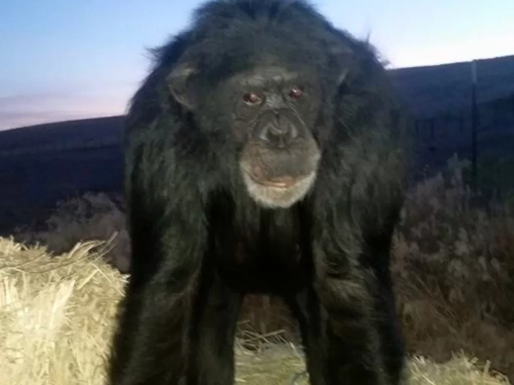 Simpanse yang ditembak mati oleh polisi. (Facebook/Buck Brogoitti Animal Rescue INC)
