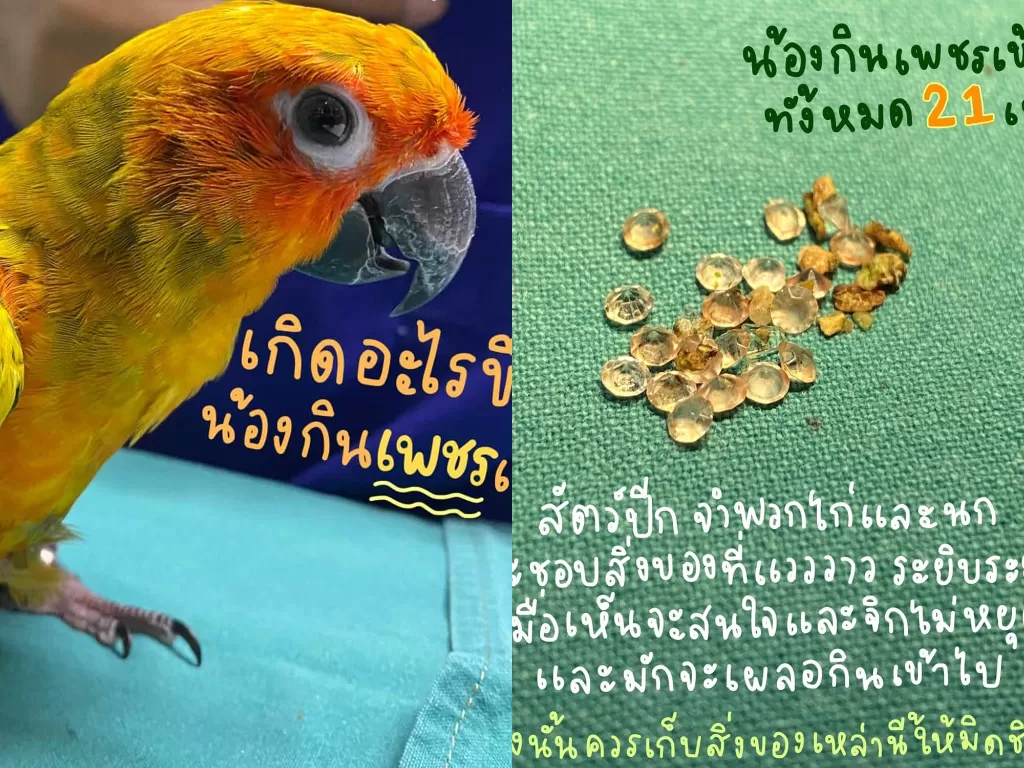 Burung beo menelan 21 berlian. (Photo/Facebook/Animal Space Hospital)